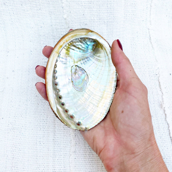 Mama Earth Abalone Shell, 3 Sizes: Large