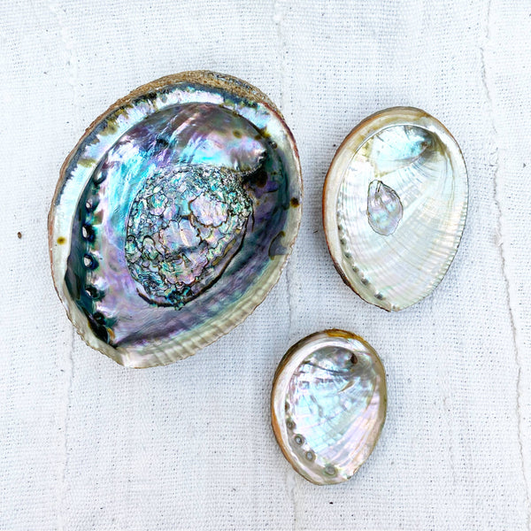 Mama Earth Abalone Shell, 3 Sizes: Large