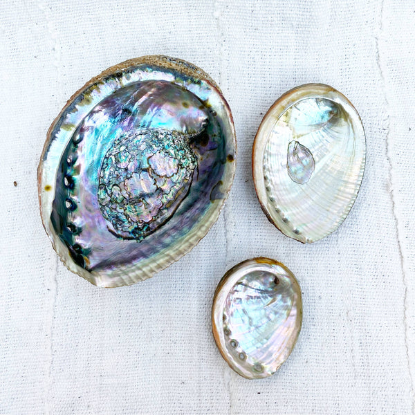 Mama Earth Abalone Shell, 3 Sizes: Medium