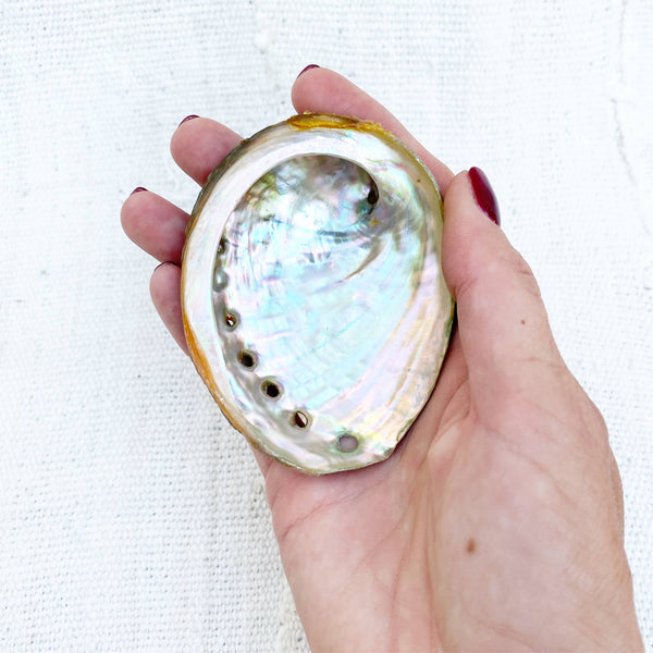 Mama Earth Abalone Shell, 3 Sizes: Large