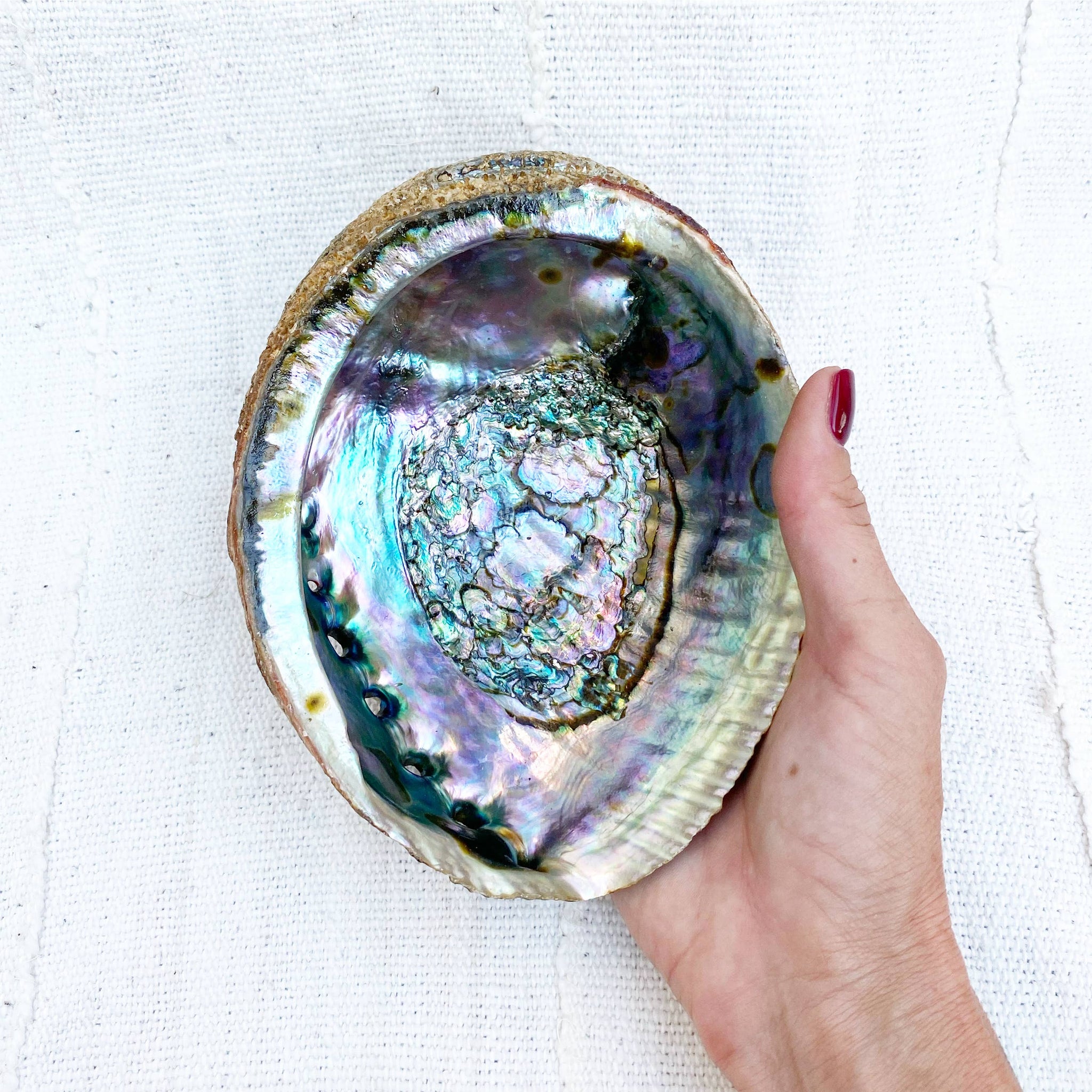 Mama Earth Abalone Shell, 3 Sizes: Large